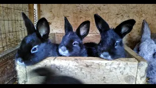 Кролики. Осмотр гнезда после окрола