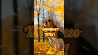 Хорошего Дня!🍁Отличной субботы !✌️