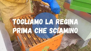 Apicoltura: togliamo la regina prima che sciamino