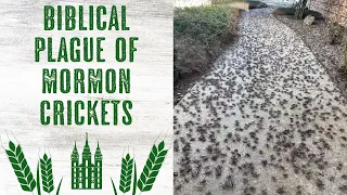 A "Biblical Plague" of Mormon Crickets Gets Worldwide Attention