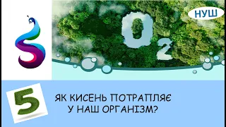 ЯК КИСЕНЬ ПОТРАПЛЯЄ У НАШ ОРГАНІЗМ?