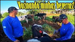 PRODUÇÃO DE LEITE VAI CAIR MUITO! SECANDO 2 VACAS E VACINANDO MINHAS NOVILHAS!