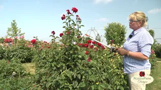 Richtiger Rosenschnitt im Sommer