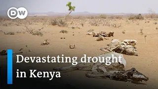 Humanitarian crisis in Kenya: 2.4 million at risk of hunger | DW News