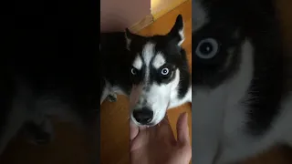 1 из причин не заводить Хаски #Husky