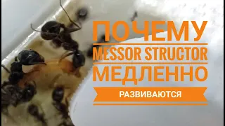 Почему муравьи вида Messor Structor медленно развиваются