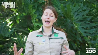 Elephant keeper talk from Melbourne Zoo