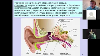 ФЧЖ 4 курс сенс сист 3