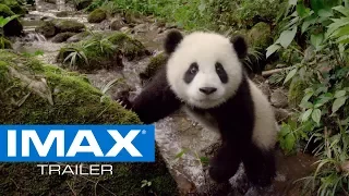 Pandas IMAX® Trailer #2