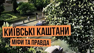 Історія київських каштанів