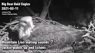 Big Bear Eagles🦅Mountain Lion Mating Sounds❓Jackie Wakes Up & Listens🔊🌙2021-02-11