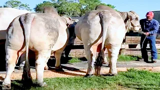 Grey Brahman bulls going to collection center | JD Hudgins Ranch