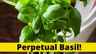 Does Basil Grow Back After Cutting?  Experiment with Grocery Store Produce Section Basil Plant