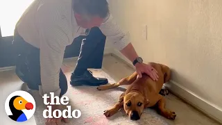 Guy Comes Home From Work With A Stray Dog | The Dodo