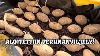 Aprillipäivänä pottua multaan ja mehiläisten puhdistuslentoa!