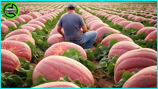 The Most Modern Agriculture Machines That Are At Another Level, How To Harvest Pumkins In Farm ▶6