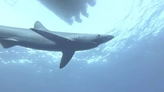 Blue Sharks at Condor Bank Azores Portugal HD