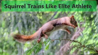 Squirrel Trains Like an Elite Athlete – Squirrel Appreciation Day!