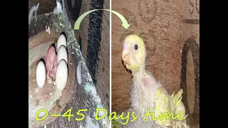 Budgies | Babies | first 30 days Growth Stages | with story