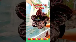 #Calathearubi #shorts #maranta #plantapra dentro de casa #jardinagem #folhagens #flores #jardim