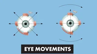 Eye Movements - Anatomical Movements vs Cardinal Positions of Gaze - MEDZCOOL