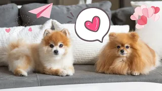 Love Story Between Two Pomeranians