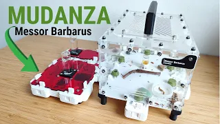 Mudanza Messor Barbarus | 2° mudanza @antdimension_shop