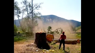Large Tree Felling Compilation