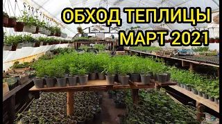 Что сегодня растет? Март 2021. Обход.