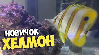 Новичок Хелмон | Разводня | Аулофорос | Морской аквариум