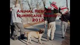 I AM by Steve Perry (Lyrics overlay) feat. Hurricane Sandy lost pets