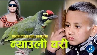 Ayush Pariyar's Lok Geet 2018/2075 | NYAULI CHARI | न्याउली चरि | Ft. Aashir Pratap Jung/Rupa Kandel