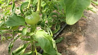 Почерняват растенията и плодовете на доматите- ЗАЩО може би се случва това