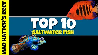 Top 10 Most Stunning Saltwater Fish