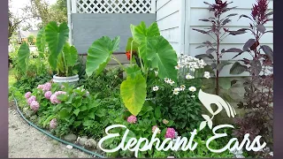 Garden : Spring is close / How I'm Starting My Elephant Ear Bulbs to save space