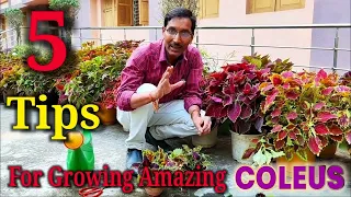 5 Simplest Tips for Growing Amazing Coleus at Home