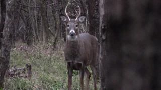 Allison bags her first deer, a four pointer at 15 yards !