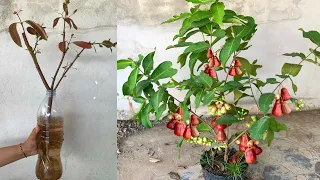 How to Grow Rose apple trees in a water bottle & banana