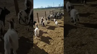 Fainting goats