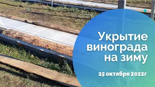 Укрытие винограда на зиму. 25.10.2022