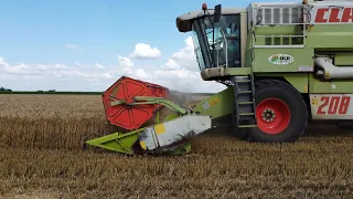 Búza Aratás 2023   CLAAS MEGA 208 + CLAAS C600 vágóasztal