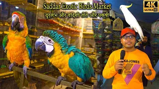 Saddar Exotic Birds and Parrots Market Karachi | Rare and Unique Bird and Parrot | الببغاوات الجميلة