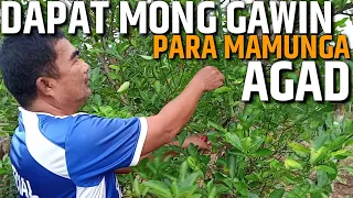 MAHALAGANG GAWIN PARA MAPABUNGA AGAD ANG CALAMANSI | PAANO MAG ALAGA NG CALAMANSI | D' Green Thumb