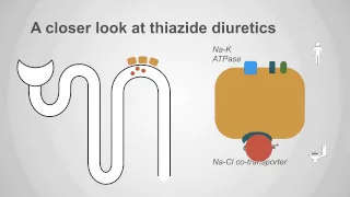 Thiazide Diuretics Explained: Mechanism & Clinical Application