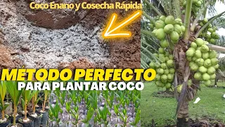 Agujero Perfecto para Plantar Coco 🥥🏝️ Método Para Sembrar COCOS y Tener una Cosecha Rápida