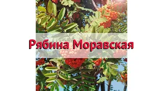 Рябина обыкновенная Моравская 🌿 Обзор: посадка и уход. крупномеры рябины: описание и особенности