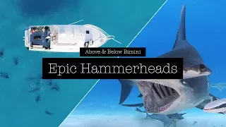 Above & Below Bimini – Epic Hammerheads