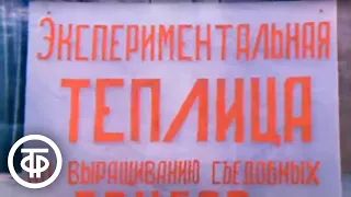 О вешенках. Время. Эфир 15 января 1978