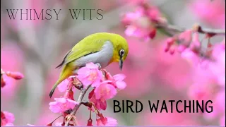 Bird Watching with Soothing Bird Sounds