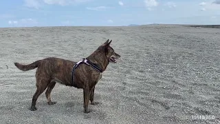 宮崎県　延岡市　長浜海岸、　　　　　　　　　　　　　愛犬🐕ナナとお散歩動画❗️